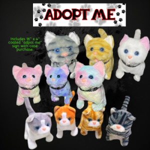 Assorted Color Walking Cat On Leash