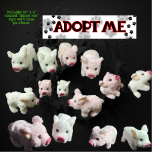 Assorted Color Walking Pig On Leash